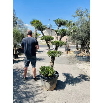 Olea Europaea Pom-Pom 210cm teljes magasság