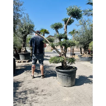 Olea Europaea Pom-Pom 220-230cm teljes magasság