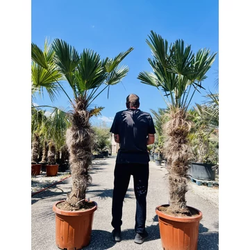 Japán Kenderpálma (Trachycarpus wagnerianus) 110-120cm törzzsel, 210-220cm teljes magasság