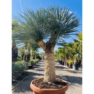 Yucca Rostrata 3 fejjel, 220cm teljes magassággal