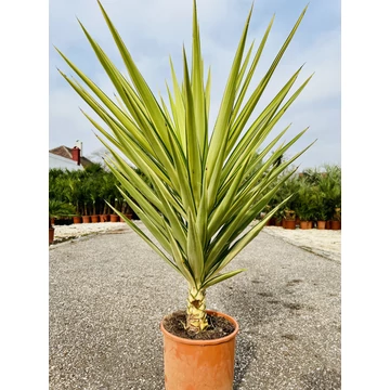 Yucca Jewel 100-120cm