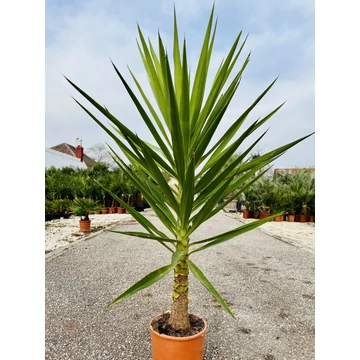 Yucca Elephantipes 150-160cm