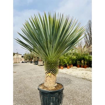 Yucca Rostrata 150cm