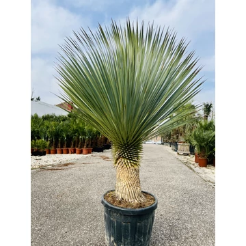 Yucca Rostrata 155cm