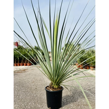 Nolina Nelsonii 120cm teljes magasság