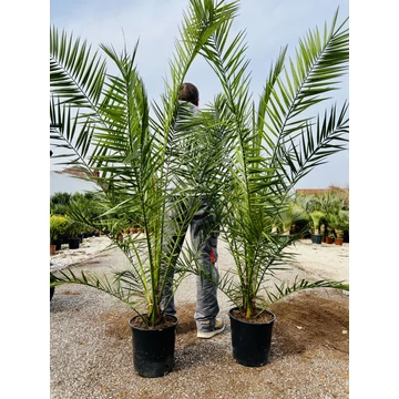 Kanári datolyapálma (Phoenix Canariensis) 170-200cm