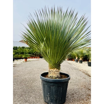 Yucca Rostrata 120-130cm teljes magasság