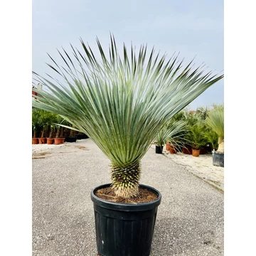 Yucca Rostrata 100-110cm teljes magasság