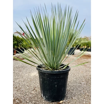 Yucca Rostrata 70-80cm