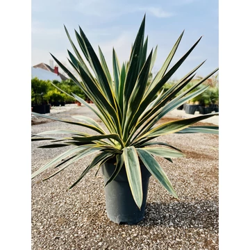 Yucca Gloriosa 65-75cm