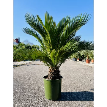 Cycas Revoluta 90-100cm