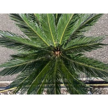 Cycas Revoluta 90-100cm