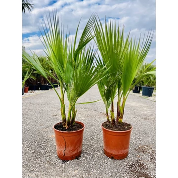 Washingtonia Robusta csoport 80-90cm teljes magasság