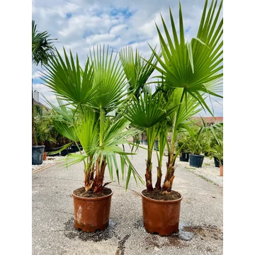 Washingtonia Robusta csoport 160-170cm