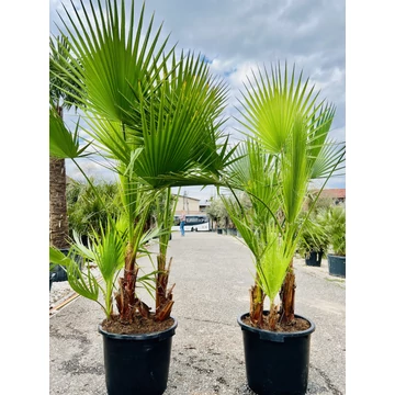 Washingtonia Robusta csoport 180-200cm