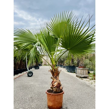 Washingtonia Robusta 50-60cm törzssel, 200-220cm teljes magasság