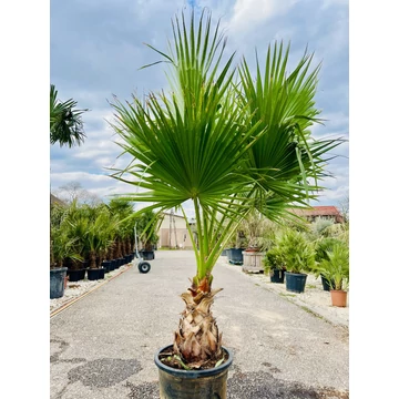Washingtonia Robusta 60-70cm törzssel, 220-250cm teljes magasság