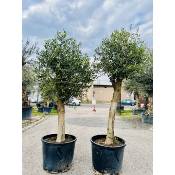 Olea Europaea 160-180cm teljes magasság