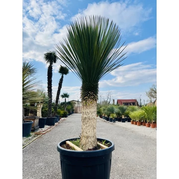 Yucca Rostrata 200cm teljes magasság