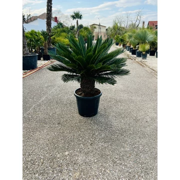 Cycas Revoluta 105cm