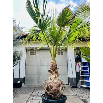 Washingtonia Robusta 70-80cm törzzsel