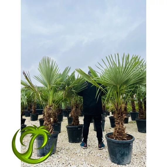 Kínai kenderpálma (trachycarpus fortunei) 45-55cm törzssel