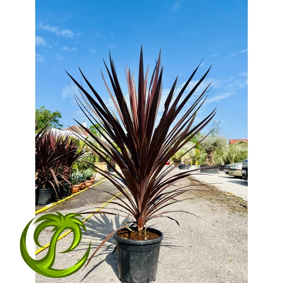 Cordyline Red Star 130-150cm