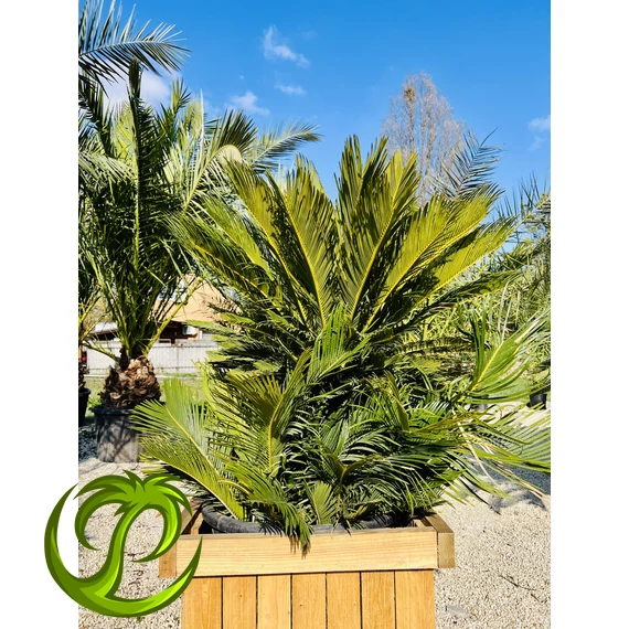 Cycas Revoluta 40-60cm törzzsel, csoport