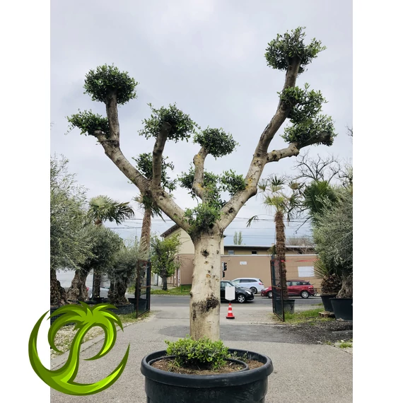 Olea Europaea Pom-Pom nagy 3.