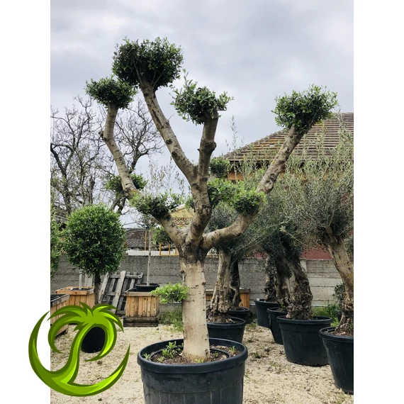 Olea Europaea Pom-Pom nagy 4.