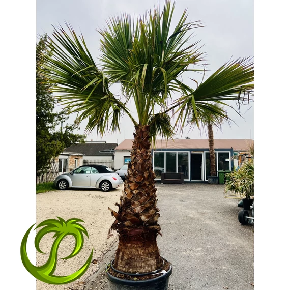 Washingtonia Filibusta 140-150cm törzzsel
