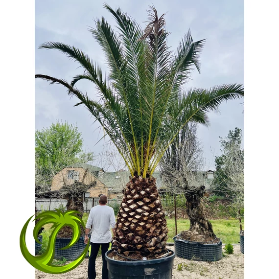 Kanári datolyapálma (Phoenix Canariensis) 130cm törzzsel