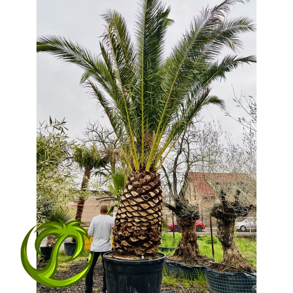 Phoenix Canariensis (Kanári datolyapálma) 140cm törzzsel