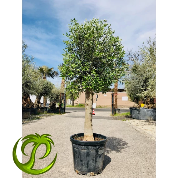 Olea Europaea Arbequino 2.
