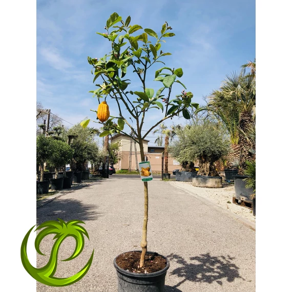 Citrus Medica (Buddha keze citrom) - csak személyes átvétellel!