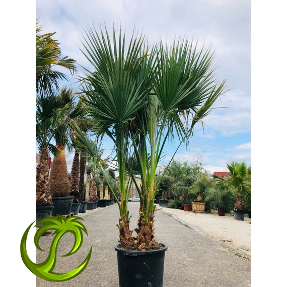 Washingtonia Filifera csoport 200-250cm
