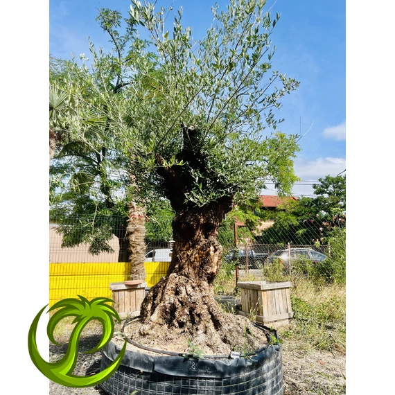 Olea Europaea őstörzses 11.