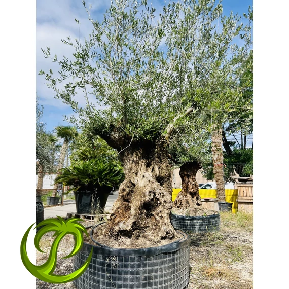 Olea Europaea őstörzses 14.
