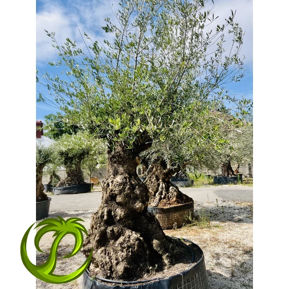 Olea Europaea őstörzses 12.