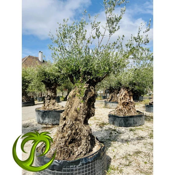 Olea Europaea őstörzses 2.