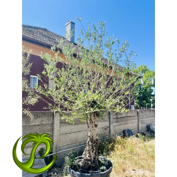 Olea Europaea 2.
