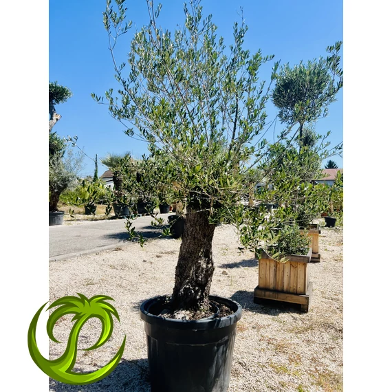Olea Europaea 5.