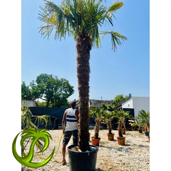 Kínai kenderpálma (trachycarpus fortunei) 300-310cm törzzsel