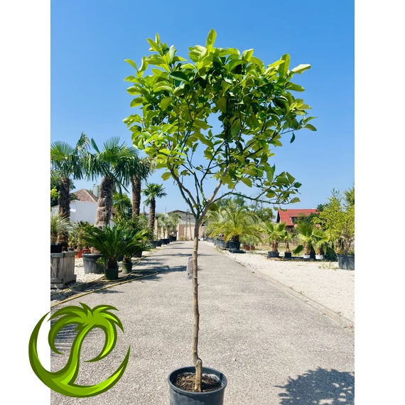Citrus limon termő citromfa