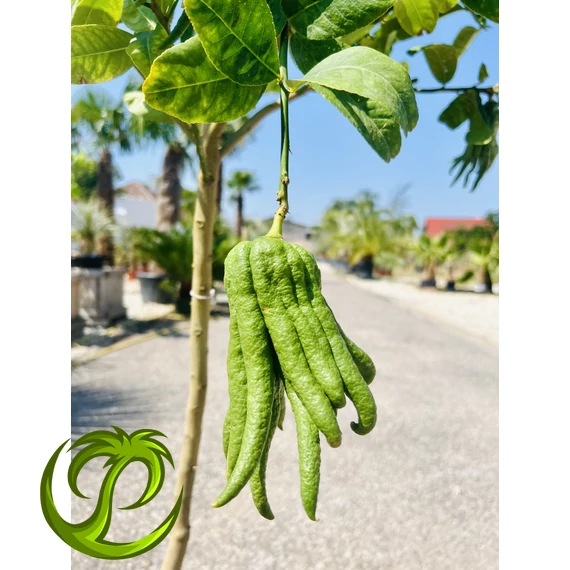 Citrus Medica (Buddha keze citrom)