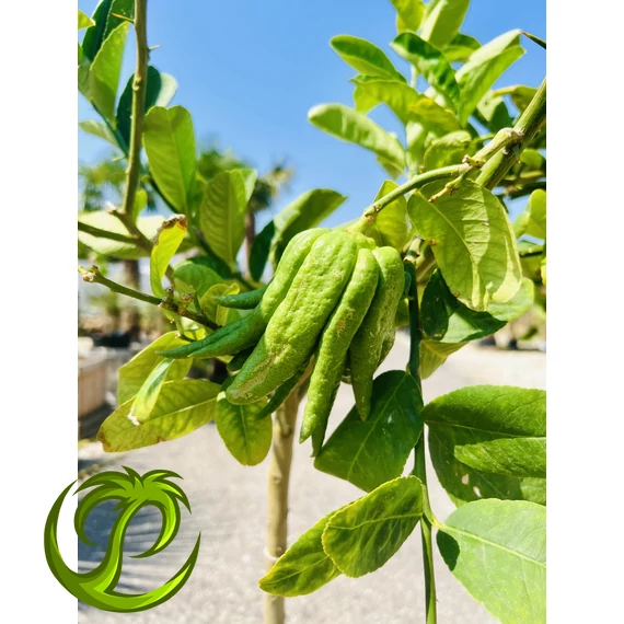 Citrus Medica (Buddha keze citrom)