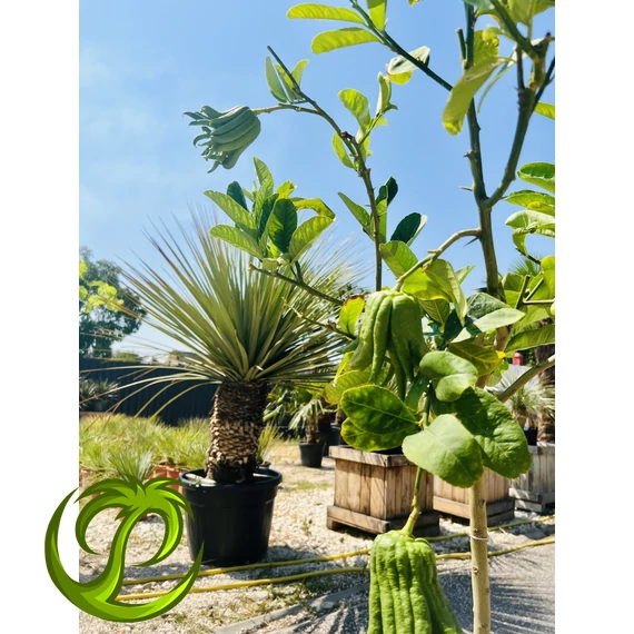 Citrus Medica (Buddha keze citrom)