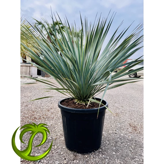 Yucca Rostrata 70-80cm