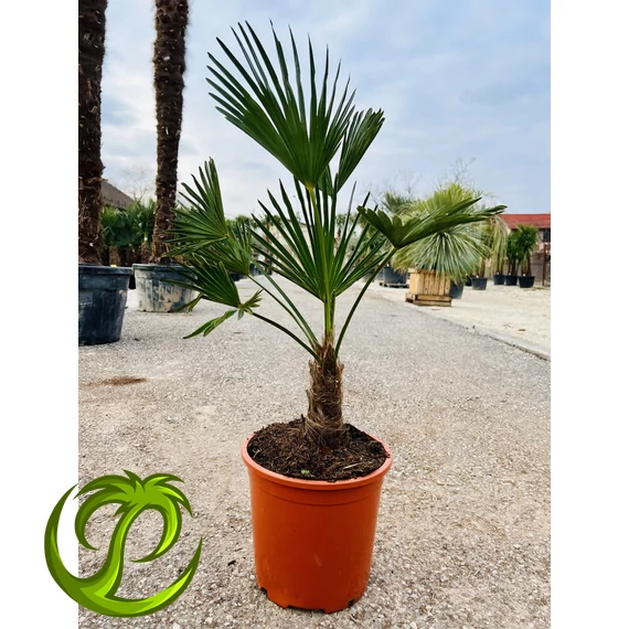 Japán Kenderpálma (Trachycarpus wagnerianus) 80-90cm