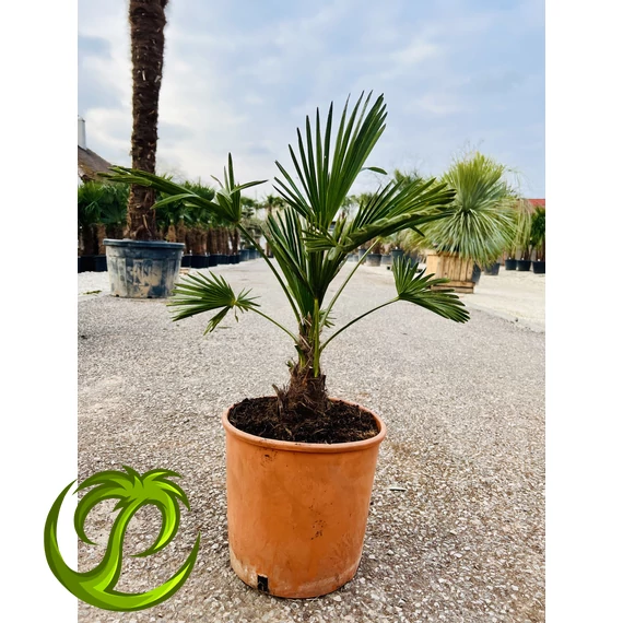 Japán Kenderpálma (Trachycarpus wagnerianus) 60-70cm